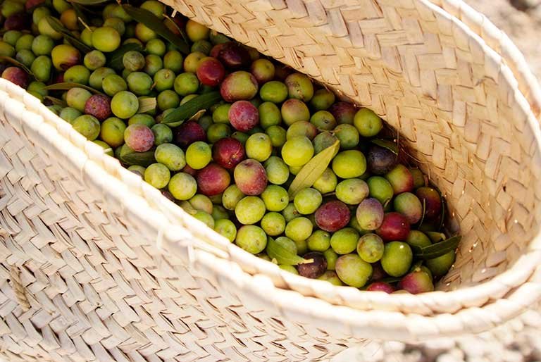 Gourmet 9 Olive Fruit basket