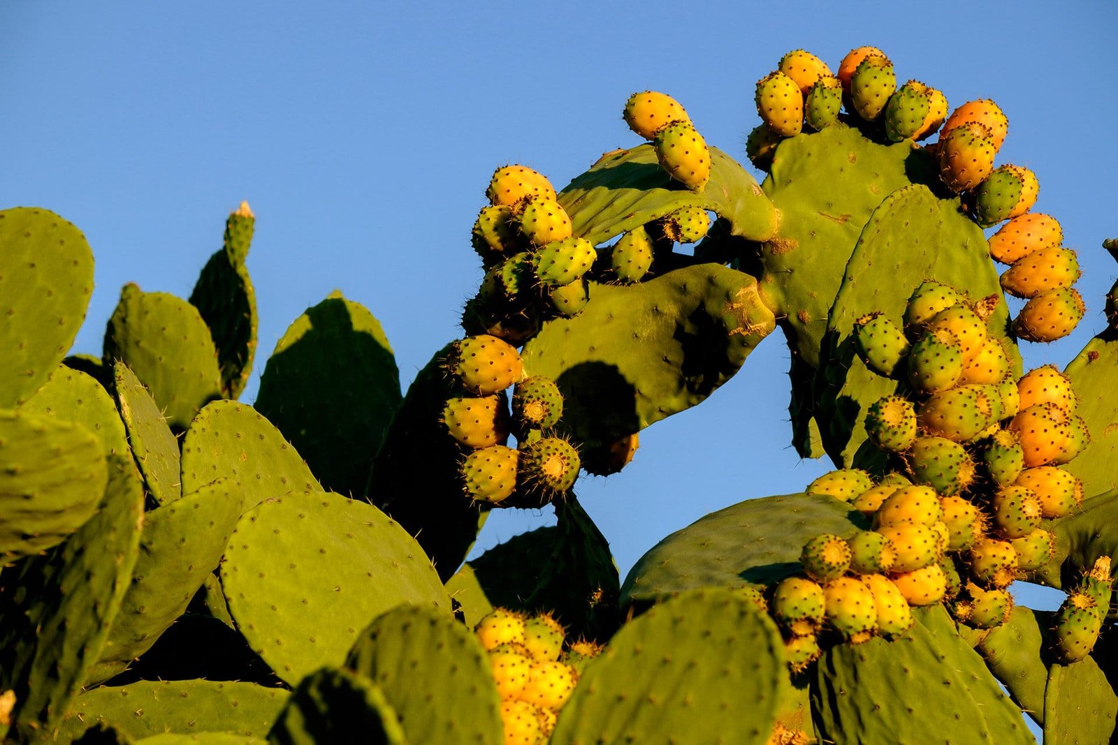 Montuiri, la Mallorca tranquila 4 Chumbera en Montuiri