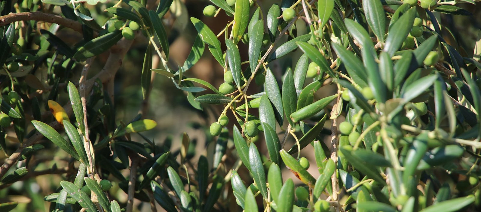 Health 8 Conservation olive oil