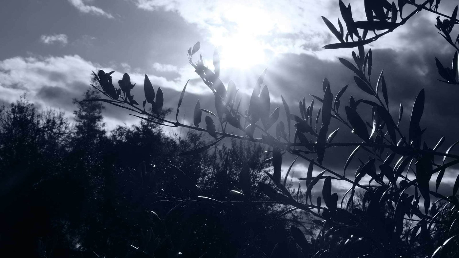 Do you want to distribute our olive oil? 7 Extra Virgin Oil distribution