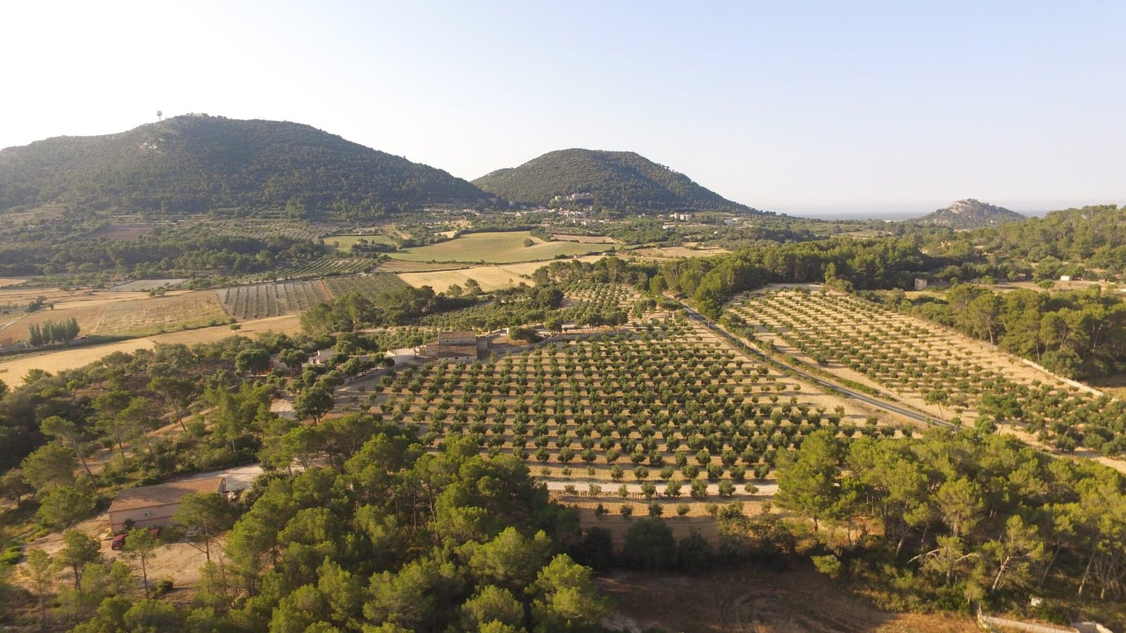 Olive oil culture 6 Arbequina olive oil farm