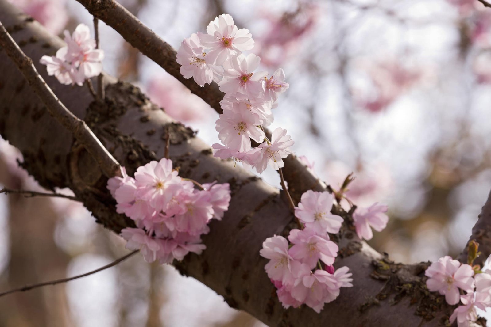 Almond blossom in Mallorca 1 Almond blossom in Mallorca