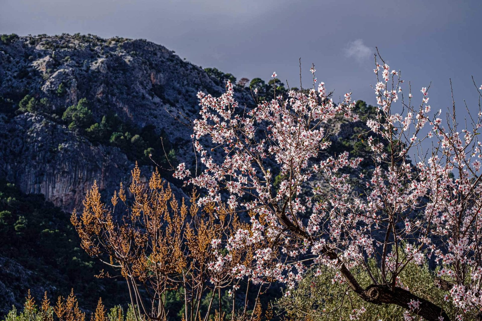 Almond blossom in Mallorca 3 Almond blossom in mallorca