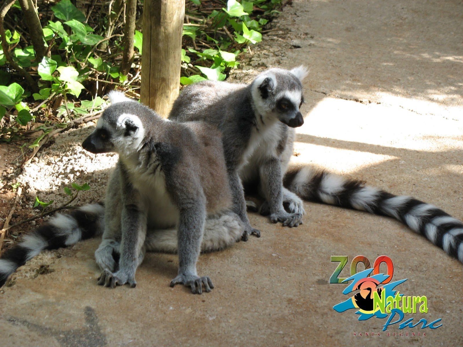 Santa Eugenia, un tesoro oculto de Mallorca 5 Lemur natura parc zoo mallorca 1