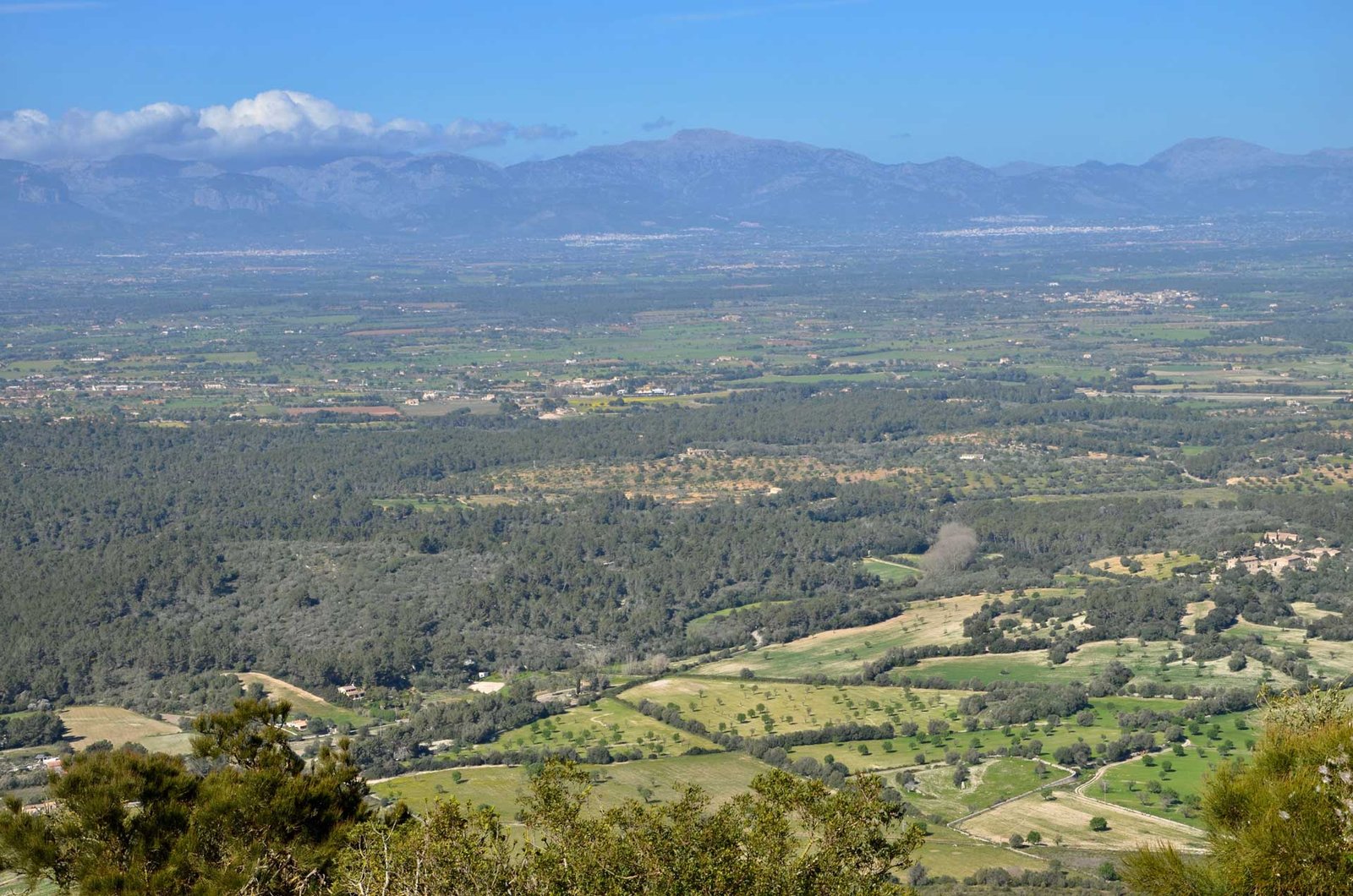 Olive oil culture 4 Rutas senderistas en el Pla de Mallorca, senderismo en Mallorca