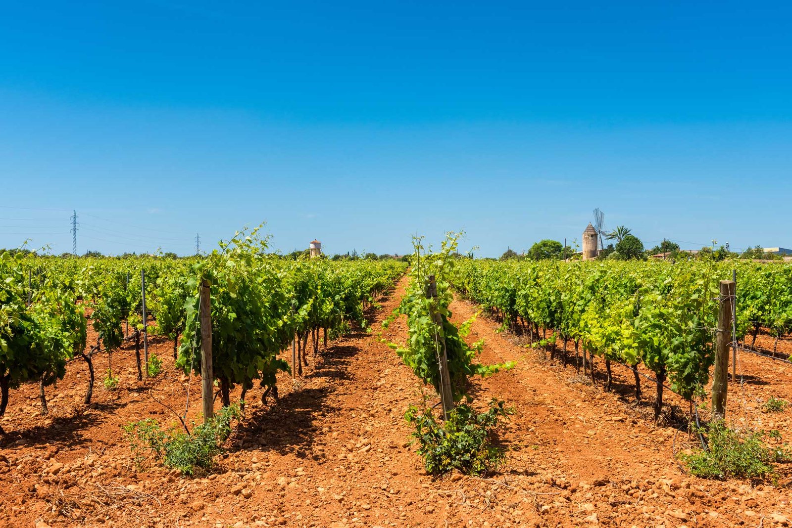 Wines of denomination of origin Pla i Llevant de Mallorca 1 Viñas Pla i Llevant, Mallorca