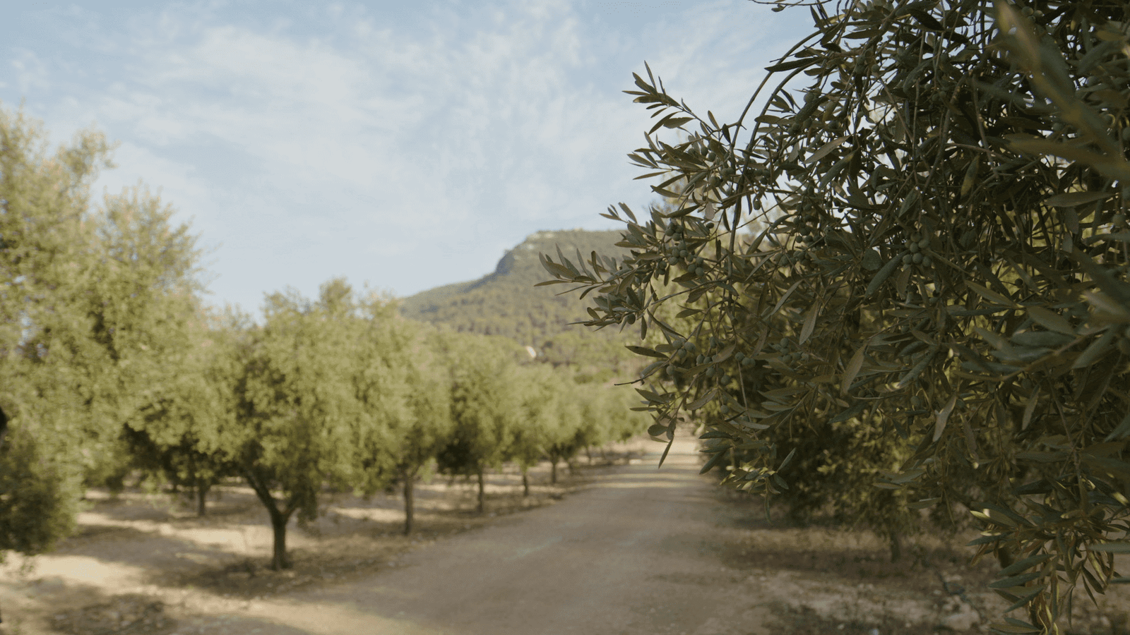 The 3 best agritourism hotels in Pla de Mallorca 1 early harvest oil