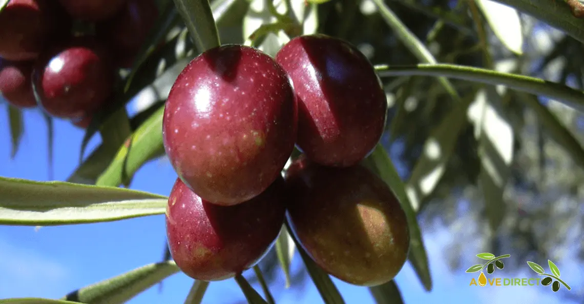 Extra virgin olive oils according to olive type 3 Aceituna Royal Jaén