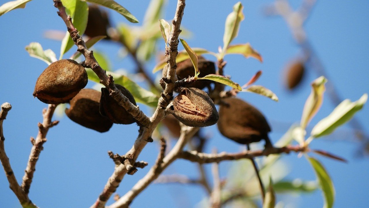 10 productos gourmet de Mallorca 2 almendra en árbol