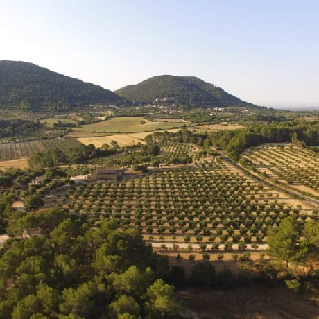 Oleoturismo Finca Treurer