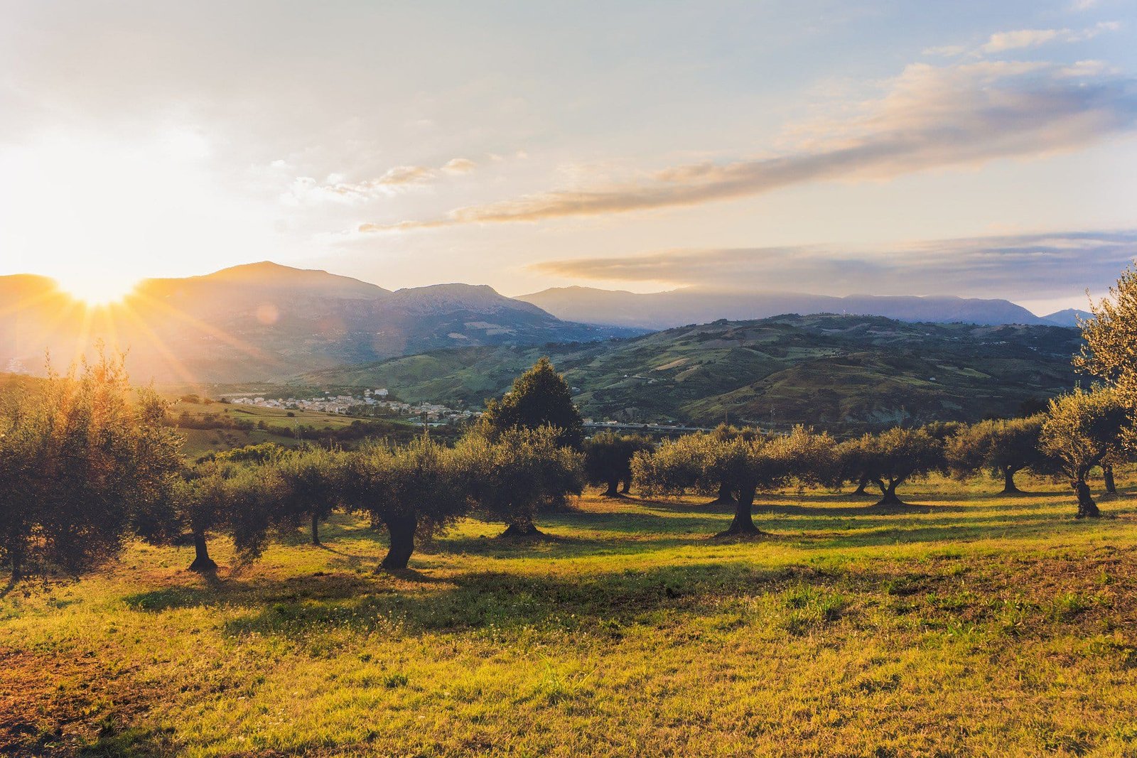 Olive oil culture 6 lugares originales donde celebrar eventos privados en mallorca