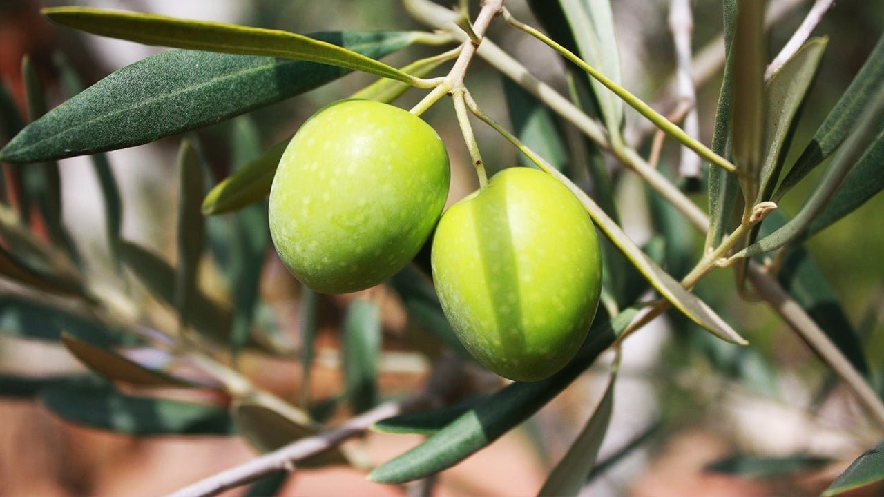 olivas en árbol; aceite, un producto gourmet de Mallorca
